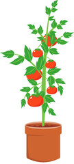 Tomato in Terracotta Clipart Set Vibrant Hand-Drawn Design Perfect for Garden and Food Projects