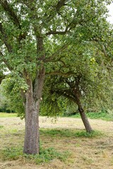 Fototapeta premium Lush green apple tree in orchard