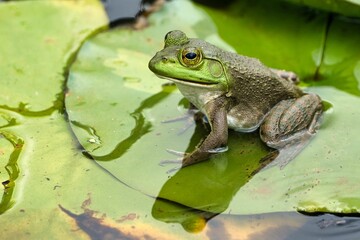 American bullfrog sitting on a lily pad in a pond during daytime in Dover, Tennessee, USA