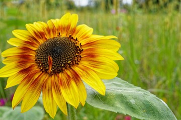 Vibrant sunflower in a lush green field