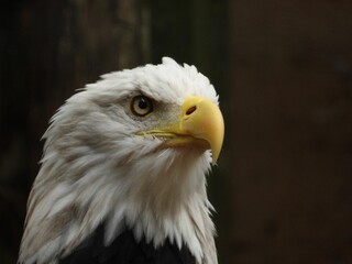Fototapeta premium Close-up of a majestic bald eagle