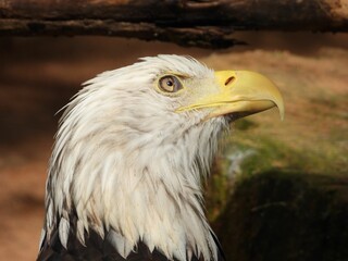 Fototapeta premium Majestic bald eagle close-up