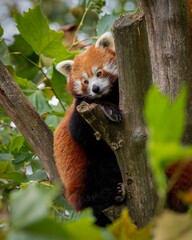 Red panda resting on a tree branch in natural habitat.