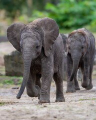Fototapeta premium Baby elephants walking on a dirt path.