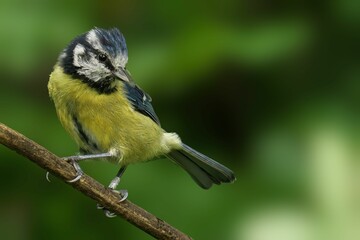 Small bird perched on a branch