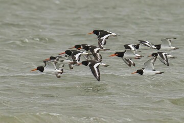 Oystercatchers flying over ocean waves on a windy day