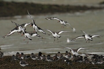 Flock of Oystercatchers Flying and Resting on Shoreline