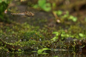 Dragonfly in flight over lush greenery