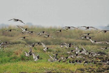 Oystercatchers flying over wetland