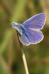 Blue butterfly perched on a stick