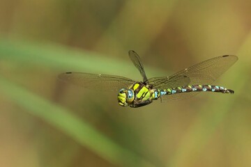 Dragonfly in Flight with Detailed Wings and Vibrant Colors