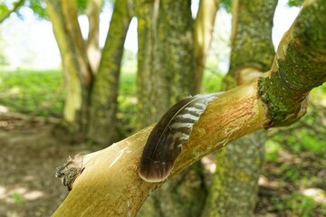 Feather on a tree branch in a forest
