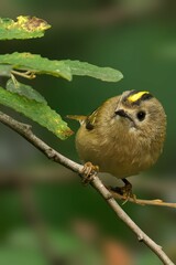 Close-up of a small bird with a yellow stripe on a branch