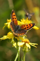 Vibrant orange butterfly on yellow flower in a garden