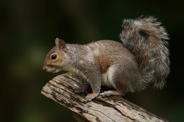 Obraz premium Close-up of a Grey Squirrel perched on a tree branch