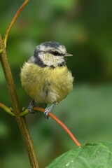 Close-up of a Blue Tit perched on a branch