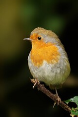 Close-up of a European robin perched on a branch with a dark green blurred background