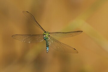 Close-up of a Southern Hawker (Aeshna Cyanea) with transparent wings and a colorful body