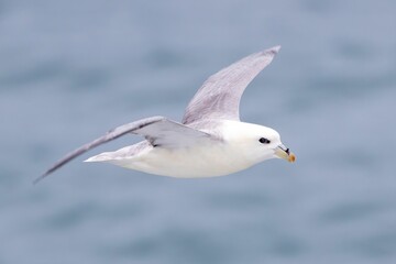 Close-up of a Northern Fulmar bird in flight over the ocean, showcasing its wings and beak.