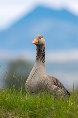 Close-up of a goose standing on grass with a blurred mountain in the background.