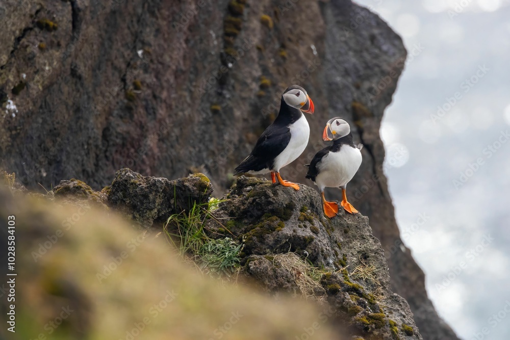 Wall mural two puffins on a mossy rock cliff with a blurred ocean background, with their vibrant beaks