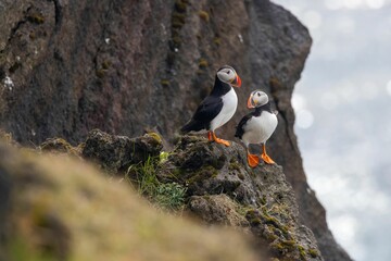 Two puffins on a mossy rock cliff with a blurred ocean background, with their vibrant beaks