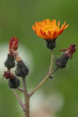 Close-up of an orange wildflower with a blurred green background