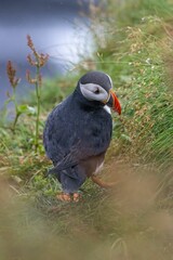 Close-up of an Atlantic puffin standing on grassy terrain with a blurred background.