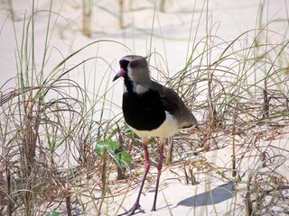Southern lapwing bird on sandy dunes