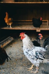 White and black rooster inside a chicken coop.