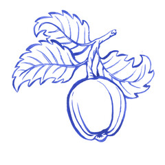 Blue apple with leaves in blue retro style. Hand drawn monochrome watercolor painting illustration isolated on white background