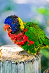 Forsten's lorikeet on stump