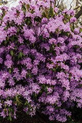 purple rhododendron bush full of flowers