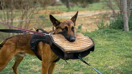 Beautiful cute German Shepard dog breed portrait in training