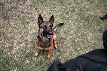 Happy German Shepard dog sitting on grass, looking up with anticipation.