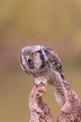 Northern hawk-owl perched on a tree branch