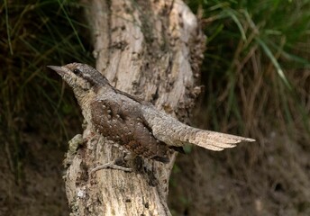 Eurasian wryneck perched on a tree trunk