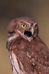 Obraz premium Close-up of a Brown Owl with Yellow Eyes