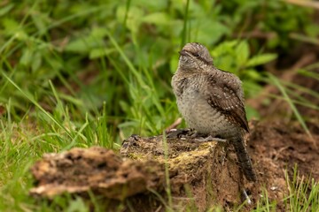 Bird perched on a log in nature.
