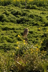 Owl perched in a field of green foliage and yellow flowers