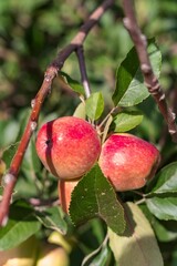 Ripe red apples on a tree branch