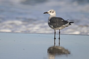 Seagull on the beach with reflection