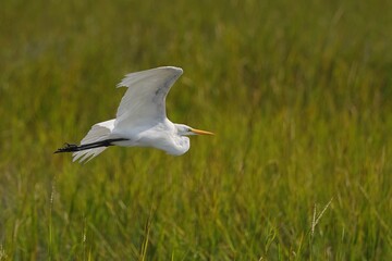 Great white egret in flight over green marshland