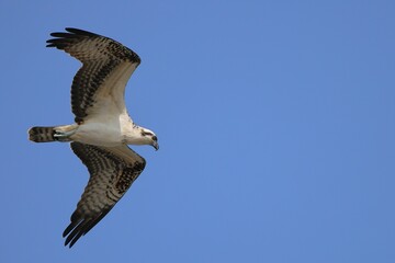 Obraz premium Osprey in flight against a clear blue sky