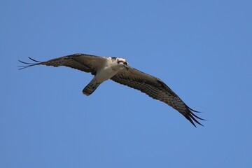 Osprey in flight against a clear blue sky