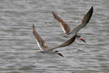 Black skimmers flying low over water