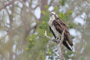 Osprey perched on a tree branch