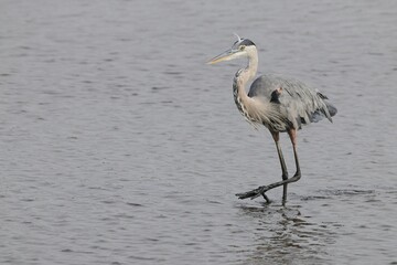 Great Blue Heron Wading in Shallow Water