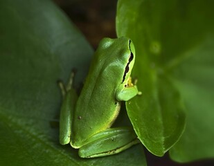 Close-up of a green frog on a leaf