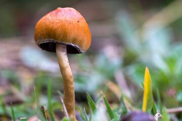 Close-up of a mushroom in the grass